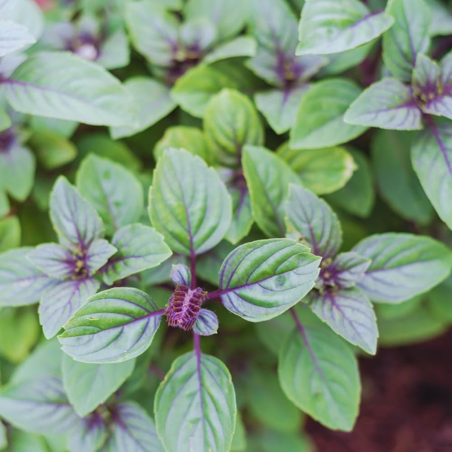 2 African Blue Basil Plants Live, 5 to 7'' Tall, Basil Live Plants for Herb Gardening, Well Rooted No Potted