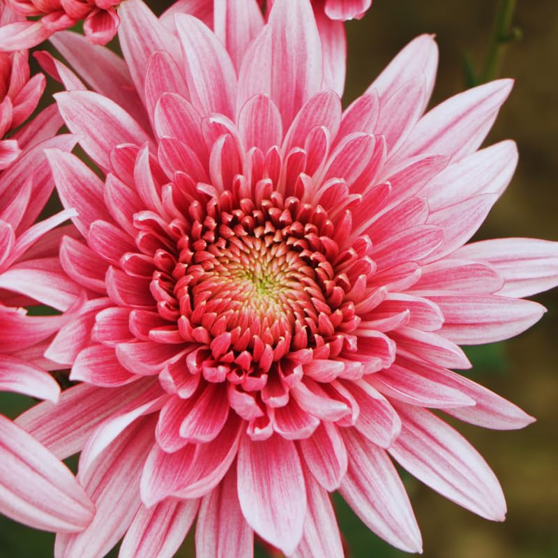 2 Pink Mums Plants Live, 5 to 6 Inc Long, Chrysanthemum Plants Live, Mum Live Plant Gardening,Planting
