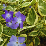 Set 36 of Variegated Vinca Plants Live, Vinca Ground Cover Vine Bare Roots from 6 Inc Long, Vinca Plants Live Gardening