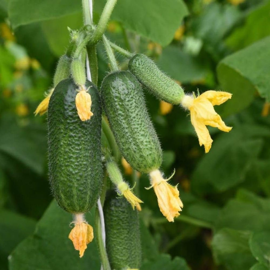 Pack of 60 Green Cucumber Seeds, Cucumber Seeds for Garden, Vegetable Planting Seed