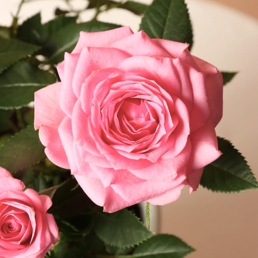 Miniature Rose Plant, Live 3.5” Potted Rose, Compact, Colorful Flowering Rose Bush for Indoor Outdoor Gardens (Light Pink)