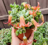Cotyledon Pendens Plant Live in 4” Pot, Trailing Succulent Houseplant, Rare Indoor House Plants, Home Office Decoration