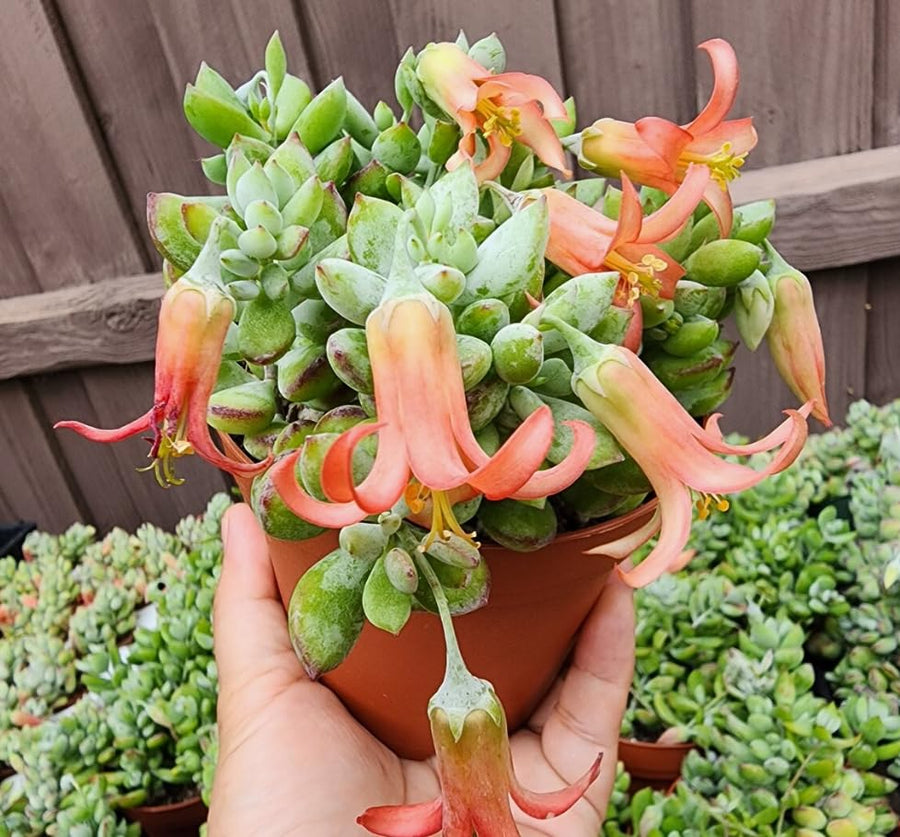 Cotyledon Pendens Plant Live in 4” Pot, Trailing Succulent Houseplant, Rare Indoor House Plants, Home Office Decoration