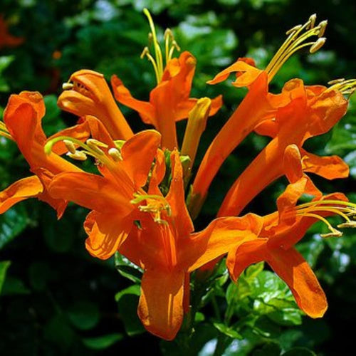 Orange Honeysuckle Plant Live, 8-10 Inches Tall in 4 Inch Pot, Fast Growing Flowering Vine for Outdoor Planting