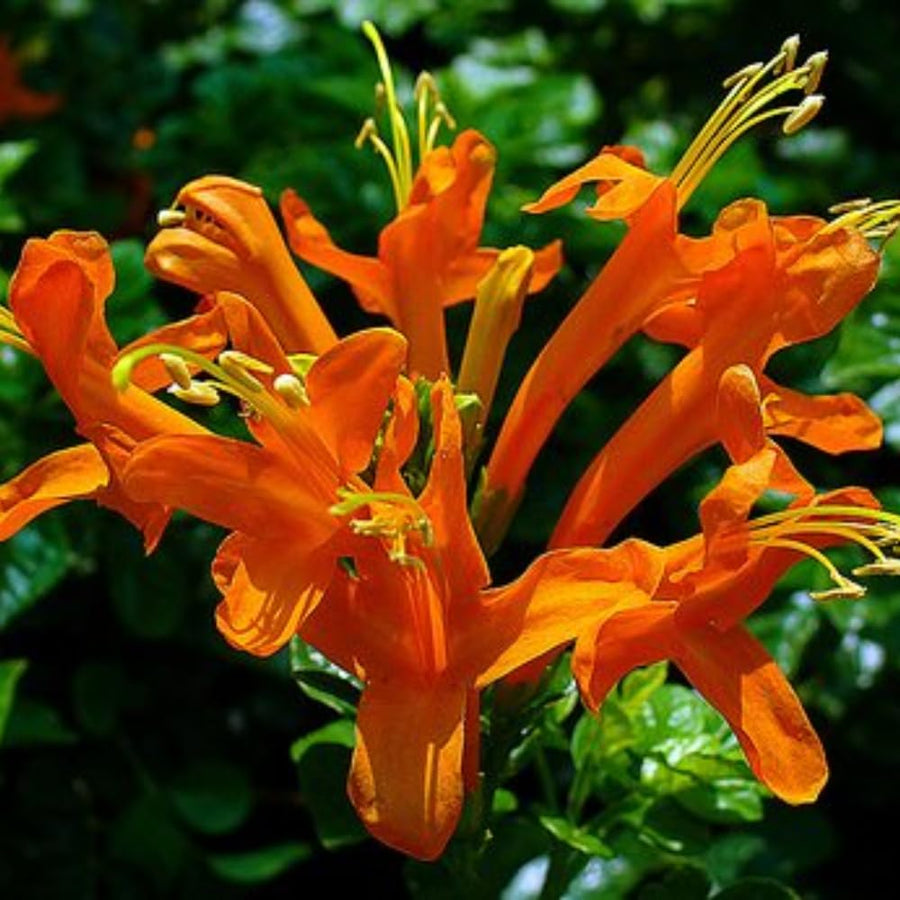 Orange Honeysuckle Plant Live, 8-10 Inches Tall in 4 Inch Pot, Fast Growing Flowering Vine for Outdoor Planting