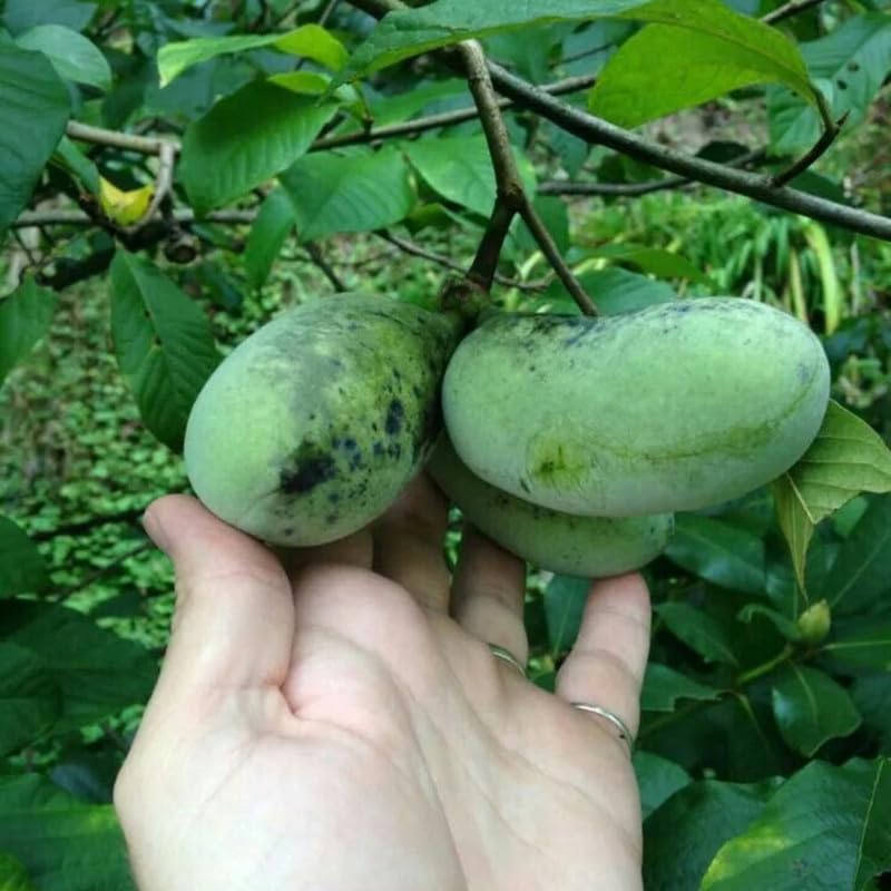 Pawpaw Tree Live Plant in Quart Pot, Pawpaw Tree 6-12 Inches Tall, Paw Paw Fruit Plant for Planting Outdoor, Sweet Fruit Plants
