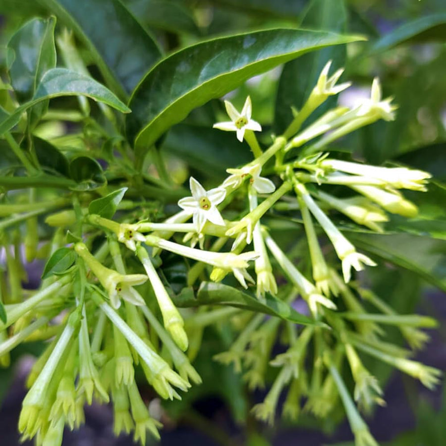 Night Blooming Jasmine Plant, Live Jasmine Flower Plant Indoor Well Rooted, Outdoor Garden Planting 8-10 Inches