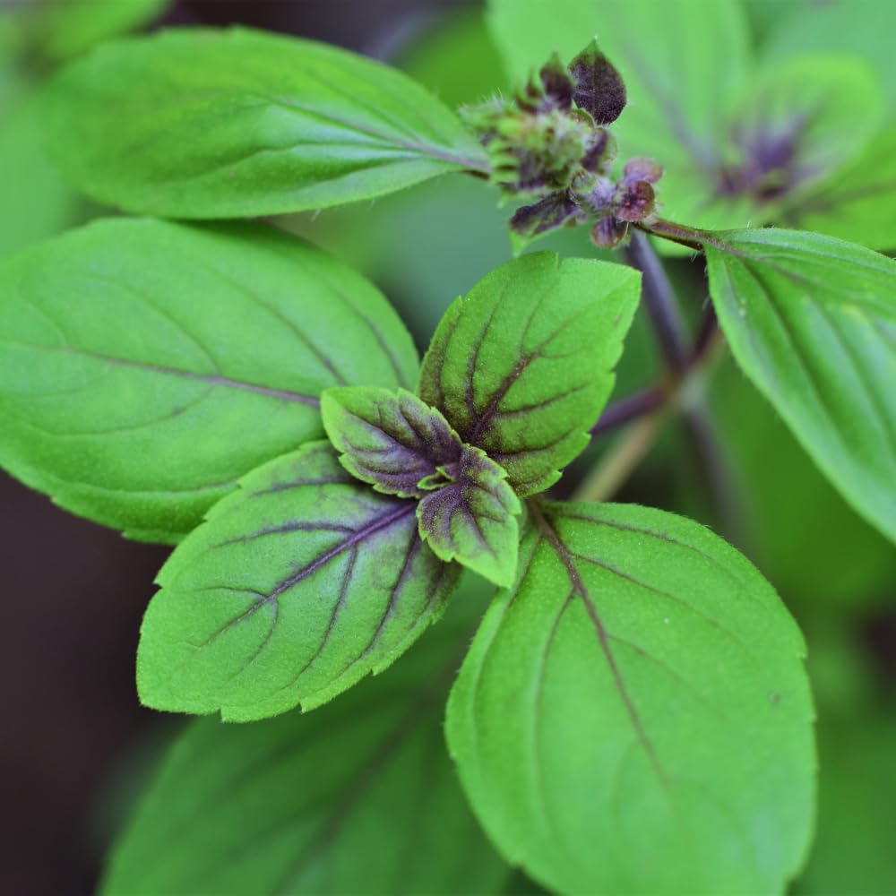 2 African Blue Basil Plants Live, 5 to 7'' Tall, Basil Live Plants for Herb Gardening, Well Rooted No Potted
