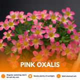 Oxalis Plant Live, Shamrock Spring Flower, 4 Inc Pot, Ornamental Oxalis Plant Live for Indoor Outdoor Garden, 4-8'' Tall (Pink)