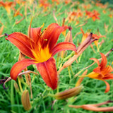 5 Orange Daylily Roots, Hardy Perennial Flower for Garden Beds and Borders Planting, Easy Care, Ready to Grow