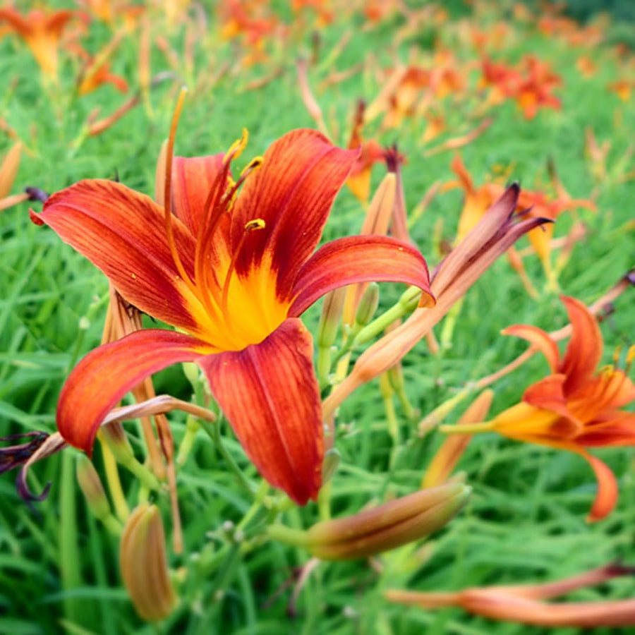 5 Orange Daylily Roots, Hardy Perennial Flower for Garden Beds and Borders Planting, Easy Care, Ready to Grow