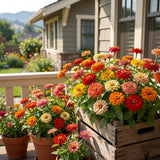 Pack of 1000 Zinnia Seeds, Mix Zinnia Seeds for Planting, Colorful Summer Blooms, Long Lasting Annual Flowers for Indoor Outdoor Garden