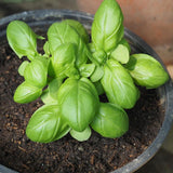 Sweet Basil Plant in 3 Inch Pot, Fragrant Leaves Herb Basil Plant Live Potted, for Planting in Containers, Gardens