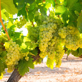 Green Grape Vine Plant Live for Planting, Grape Plant Live Grape Tree, 1 Feet, in Pot, Grape Fruit Tree for Planting