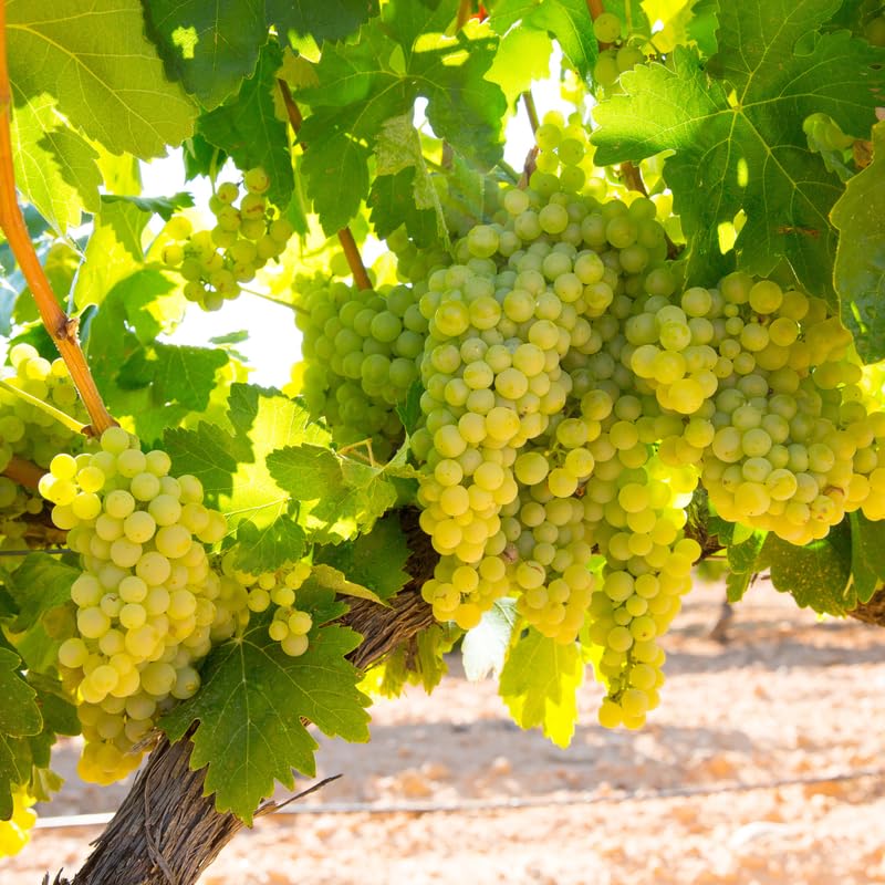 Green Grape Vine Plant Live for Planting, Grape Plant Live Grape Tree, 1 Feet, in Pot, Grape Fruit Tree for Planting