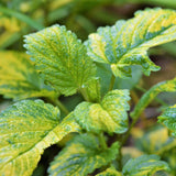 Live Lemon Balm Herb Plant, Fragrant Herb Plant, 6-9 Inches Tall for Growing