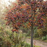 Set 12 Black Chokeberry Cuttings, Black Aronia Rooted Cuttings, Cold Hardy Berry Plant for Outdoor Garden