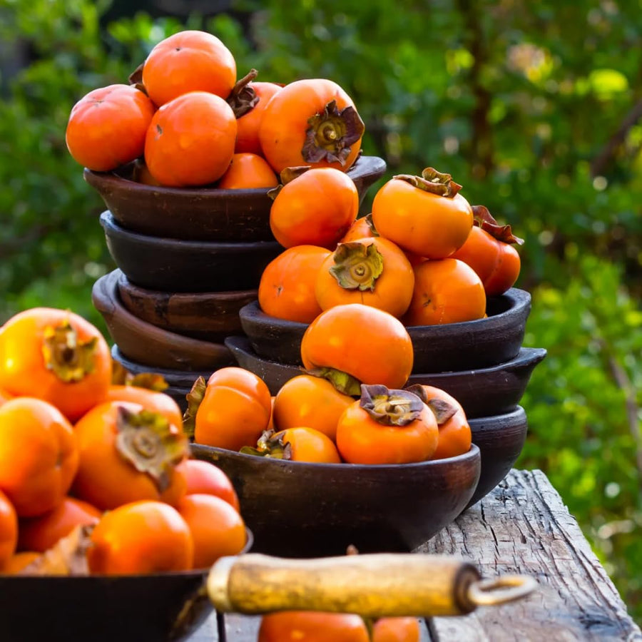 Pack 4 Seedlings of Persimmon Trees Live Plants Dormant, High Yield, 6-12" in Tall, Well Rooted and Bare Root, Cold Hardy American Persimmon