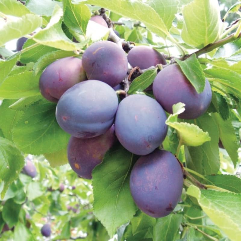 Wild Plum Tree Live Plant, 1 Year Old Bare Root, Plum Tree for Planting, 10 to 15 Inc Tall for Outdoor Planting
