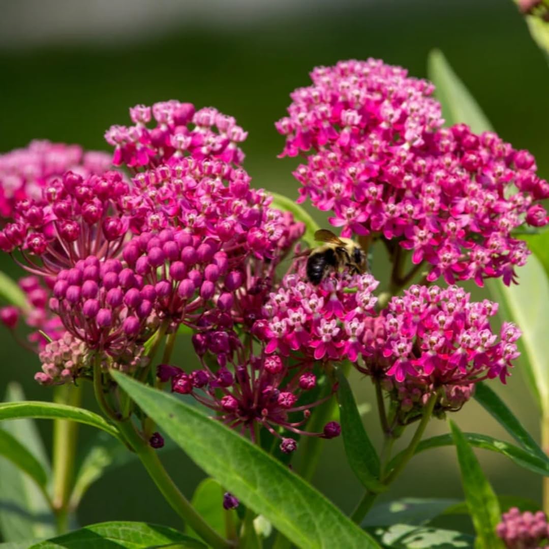3 Live Milkweed Plants, Mix Asclepias Tuberosa Plant, Butterfly Milkweed Plants Live for Growing Indoor Outdoor
