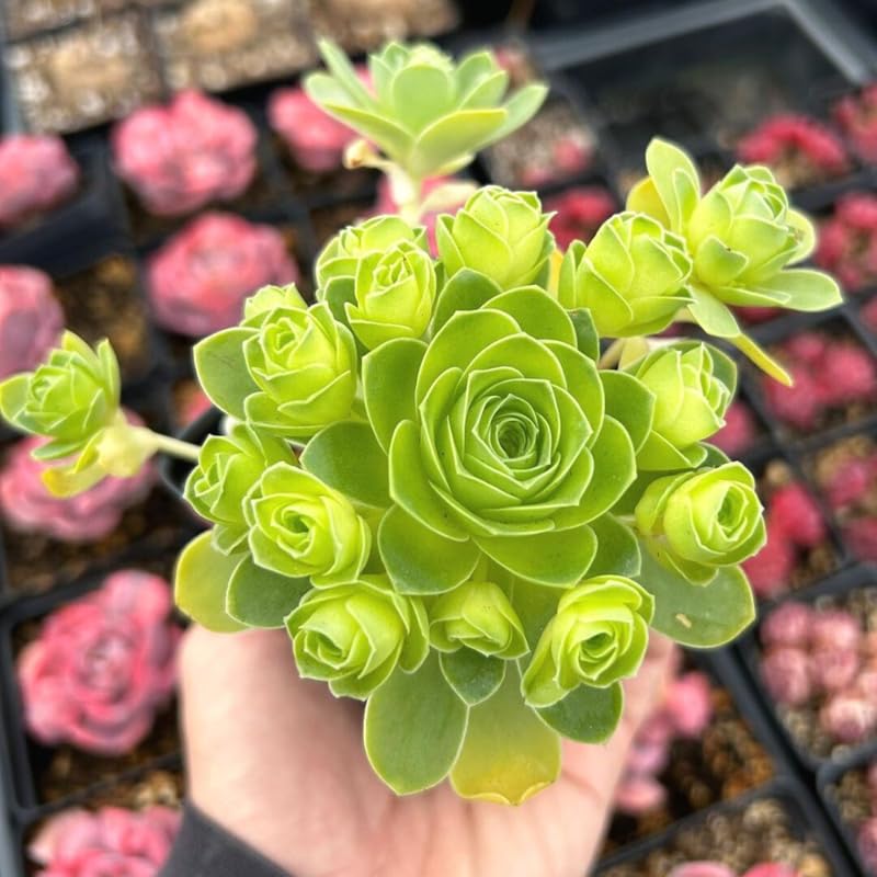 Mountain Rose Cactus Live Plant, Rare Succulent in 2" Pot, Starter Rose Shaped Succulent for Indoor Houseplant Growing