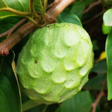 Cherimoya Tree Live Plant, Live Sweet Cherimoya Plants, Tropical Fruit Plant for Outdoor Planting, 4-6 Inches Tall