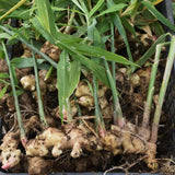 2 Zingiber Ginger Plants Live for Planting, Tropical Flowering Plant for Garden or Patio, Hardy Ginger Plant No Pot, 5-9" Height