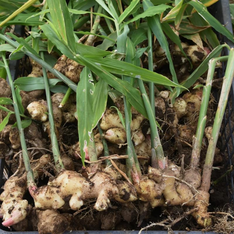 2 Zingiber Ginger Plants Live for Planting, Tropical Flowering Plant for Garden or Patio, Hardy Ginger Plant No Pot, 5-9" Height