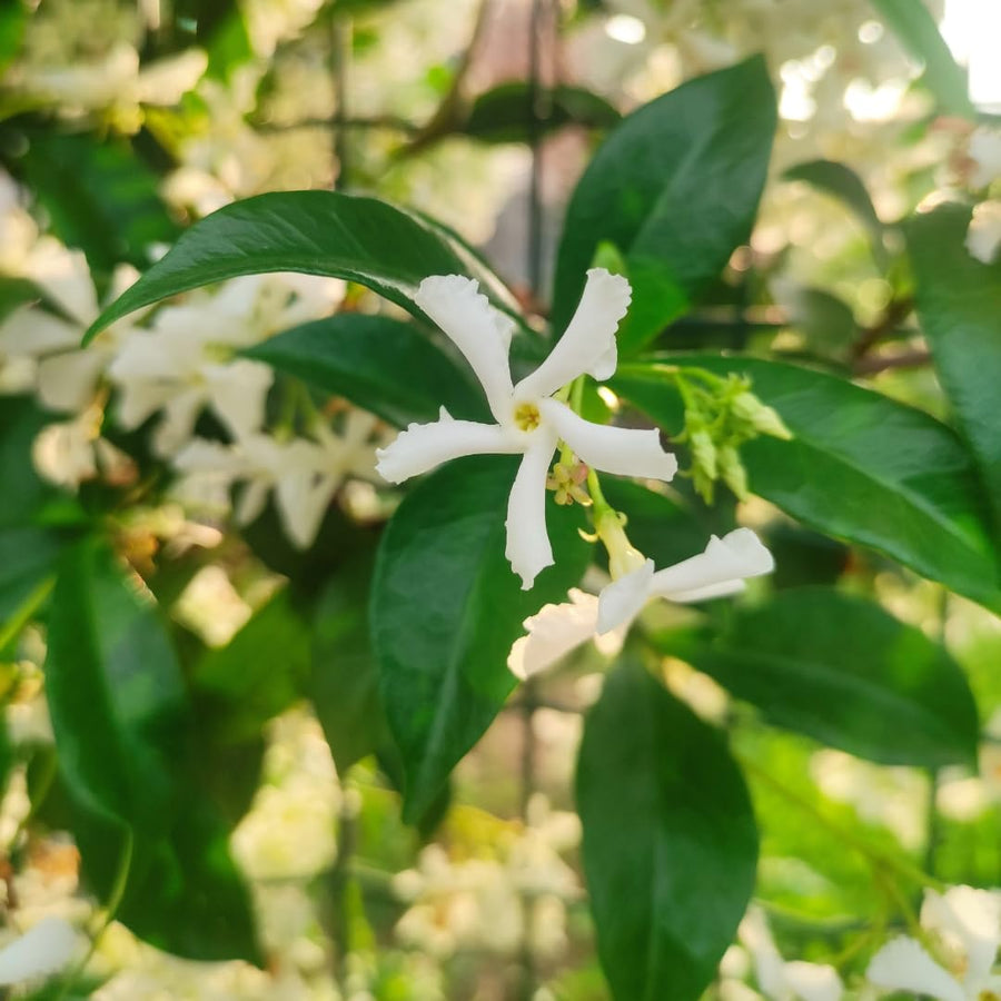 Live Jasmine Plant, White Jasmine Flower, Fragrant Climbing Vine, 4-7 Inches Tall, Ready for Planting (Star Jasmine)