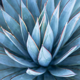 Pack 4 Agave Plants Live, Blue Agave Century Plant, 3 to 5 Inches Tall, Hardy Succulent Plant for Indoor Outdoor Growing
