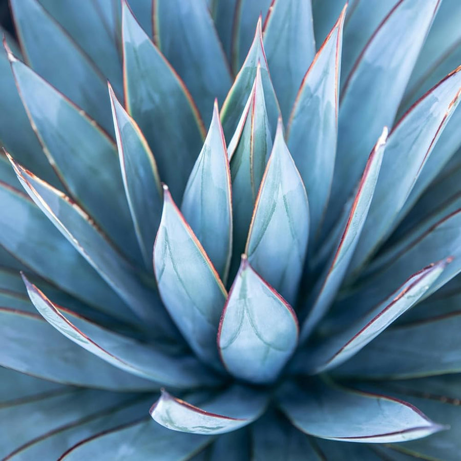 Pack 4 Agave Plants Live, Blue Agave Century Plant, 3 to 5 Inches Tall, Hardy Succulent Plant for Indoor Outdoor Growing