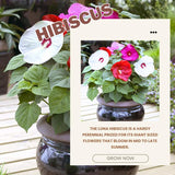 Mix Hibiscus Plant Live, Hardy Hibiscus Flowers for Outdoor Landscapes, 5-9 Inch Height, Ornamental Hibiscus Bush Shrub, Well-Rooted, No Pot