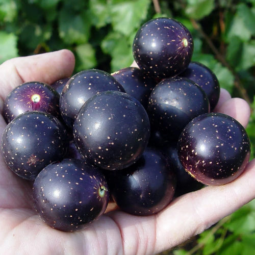 Muscadine Grape Vine Plant Live, Grape Plant Live Grape Tree, in 4" Pot Grape Fruit Tree for Planting