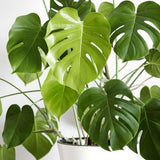Philodendron Live Plant, Rare Variegated Houseplant for Home or Office, 5-8" Tall Tropical Indoor Plant (Green Philodendron)