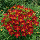 Pack 10 Daylily Bulbs for Planting Spring, Fast Blooming Hardy Perennial Lily Bare Roots for Outdoor Growing (October Day Lily)