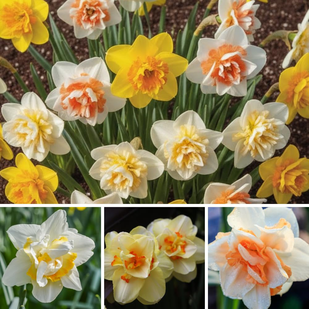 Pack of 10 Daffodil Bulbs, Mixed Daffodils, Hardy Spring Flower Bulbs for Outdoor Garden