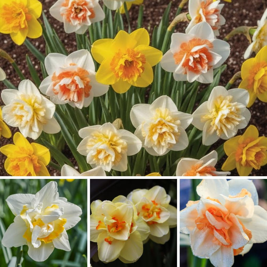 Pack of 10 Daffodil Bulbs, Mixed Daffodils, Hardy Spring Flower Bulbs for Outdoor Garden
