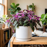 Gynura Aurantiaca Purple Passion Velvet Plant, Gynura Plant Live, Rare Houseplant for Outdoor Indoor Growing, 4 Inc Pot, 4-6 Inc Tall
