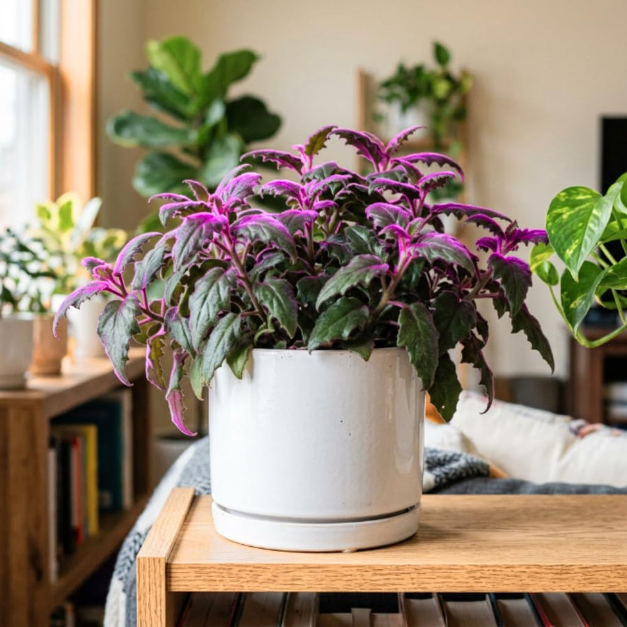 Gynura Aurantiaca Purple Passion Velvet Plant, Gynura Plant Live, Rare Houseplant for Outdoor Indoor Growing, 4 Inc Pot, 4-6 Inc Tall