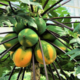 Dwarf Papaya Plant Live Size 8-12" in Half Gallon Pot, Perfect for Containers, Tropical Fruit for Small Spaces, No CA