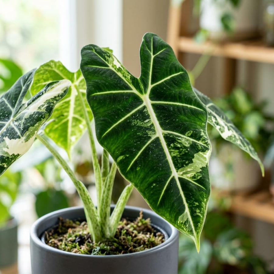 Alocasia Live Plant, Variegated Alocasia Plant, 5 to 7 Inches Tall, Rare and Hardy Houseplant for Home and Office Decoration