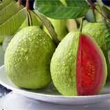 4 Pink Guava Trees Live Plants for Planting, 5 to 10 Inc Tall, Zones 9-11