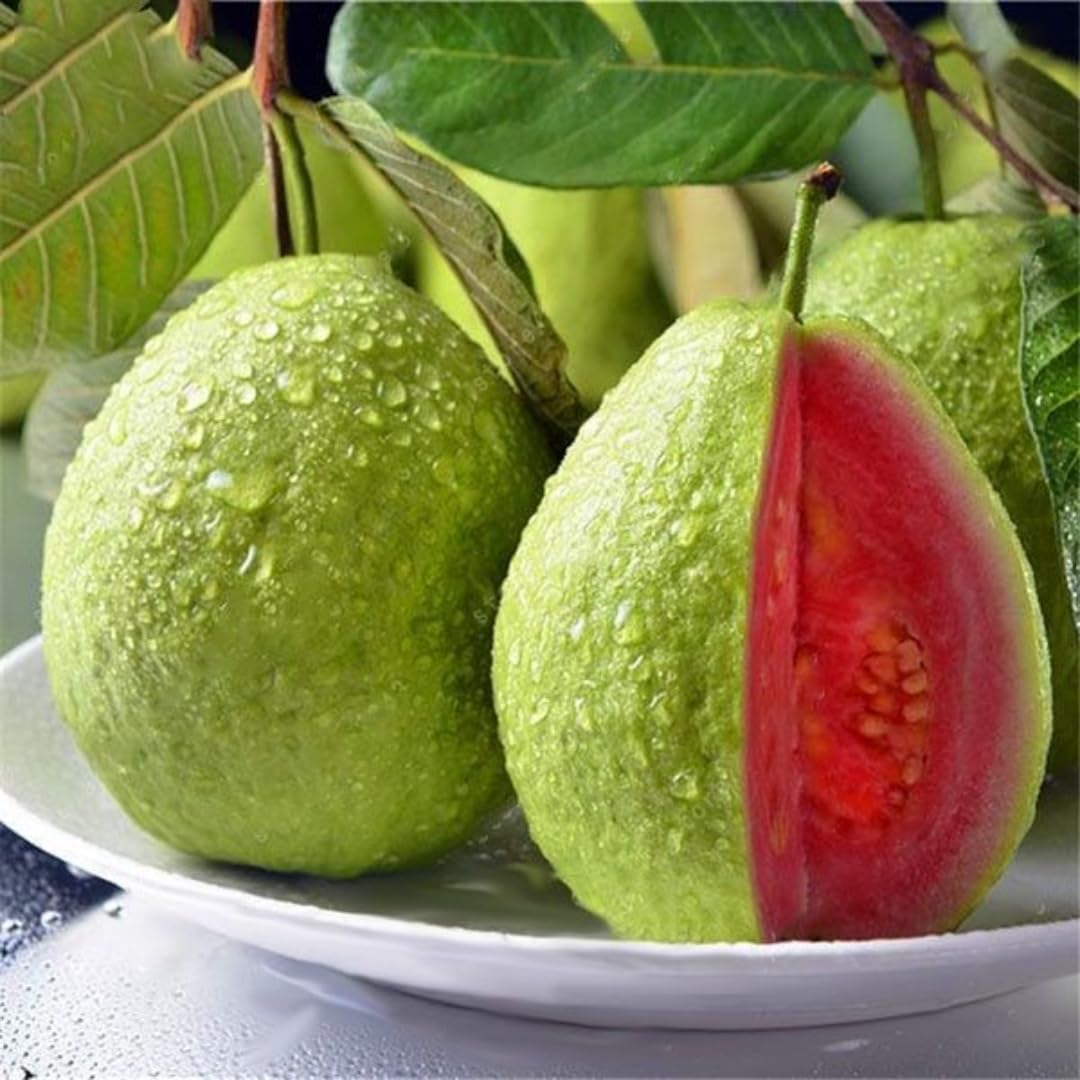 4 Pink Guava Trees Live Plants for Planting, 5 to 10 Inc Tall, Zones 9-11