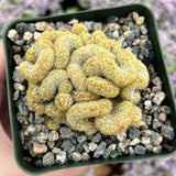 Golden Cactus Live Plant in 4" Pot, Rare Cactus Succulent for Home Décor, Indoor Outdoor Growing