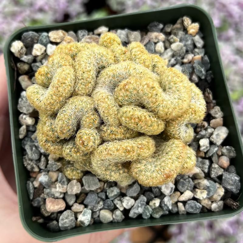 Golden Cactus Live Plant in 4" Pot, Rare Cactus Succulent for Home Décor, Indoor Outdoor Growing