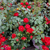 Red Mini Rose Plant Live, Miniature Rose Bush in 3" Pot, Indoor Outdoor Flowering Plant, Compact Live Rose for Gifts and Gardens