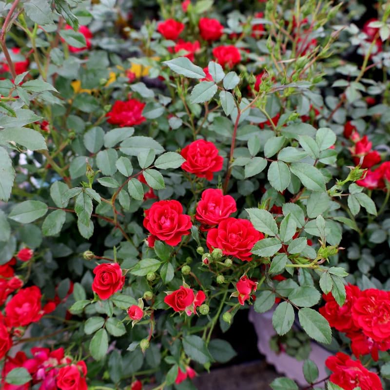 Red Mini Rose Plant Live, Miniature Rose Bush in 3" Pot, Indoor Outdoor Flowering Plant, Compact Live Rose for Gifts and Gardens