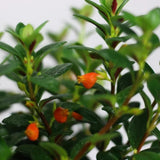 Trailing Goldfish Plant Live in 4'' Pot, Hardy Goldfish Plant for Hanging Basket, Easy-Care Houseplant, Rare Indoor Plant, 4-7 Inch Tall