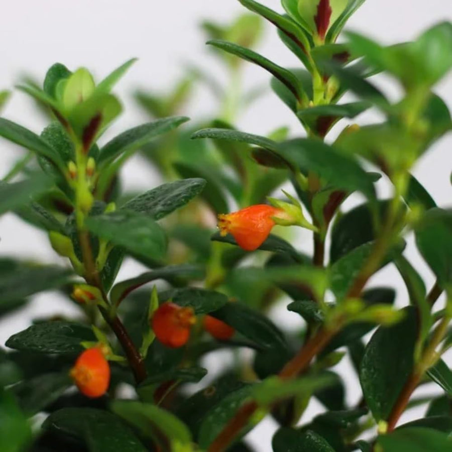 Trailing Goldfish Plant Live in 4'' Pot, Hardy Goldfish Plant for Hanging Basket, Easy-Care Houseplant, Rare Indoor Plant, 4-7 Inch Tall