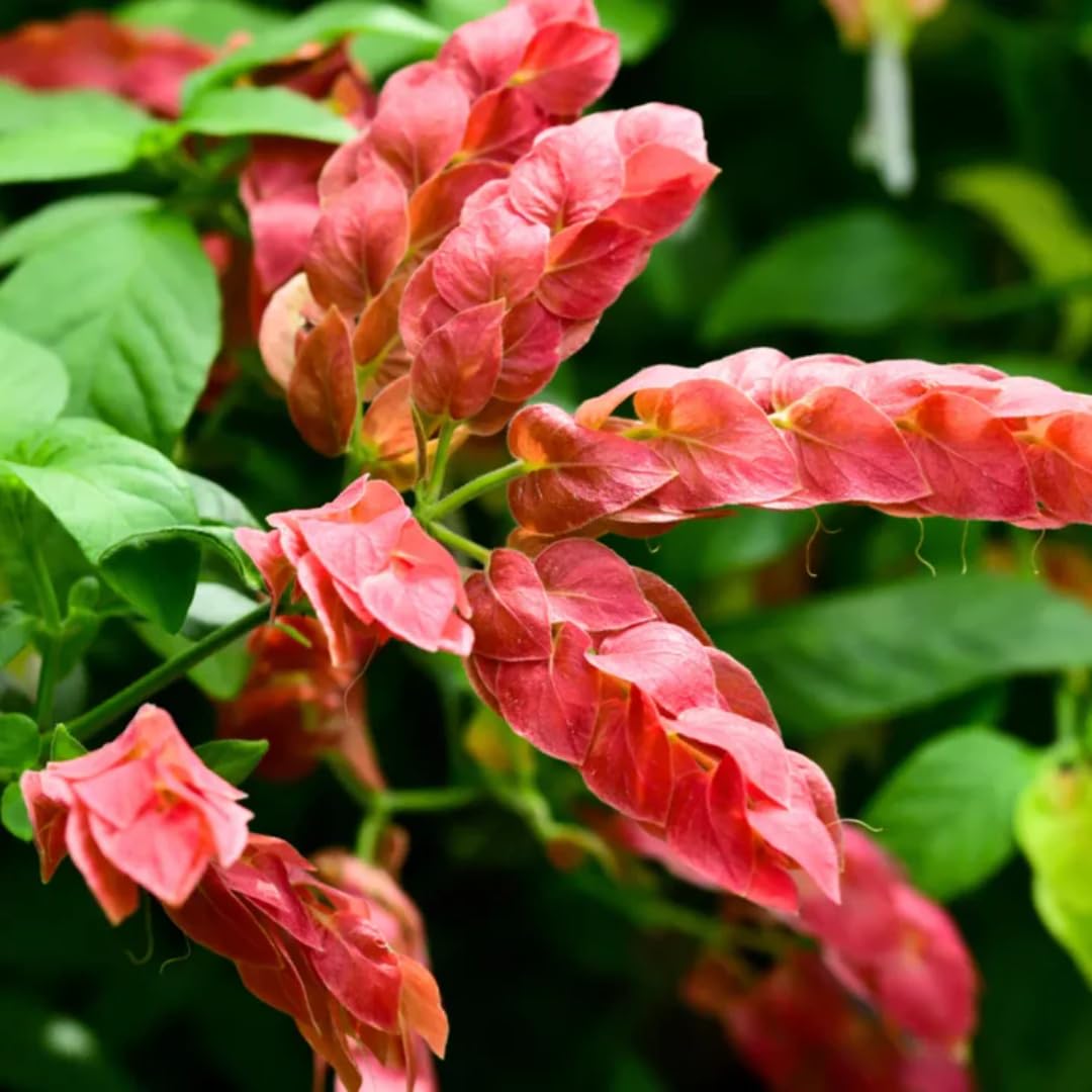2 Mixes Shrimp Plants Live, Red and Yellow Flower Starter Plug Seedlings Justica Brandegeana Tree Bush, 4-7 Inches Tall